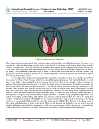 International Research Journal of Engineering and Technology (IRJET) e-ISSN: 2395-0056
Volume: 06 Issue: 03 | Mar 2019 www.irjet.net p-ISSN: 2395-0072
© 2019, IRJET | Impact Factor value: 7.211 | ISO 9001:2008 Certified Journal | Page 4362
Fig 1.3 Direct Musculature in dragonflies
When these muscles are shortened, they stop contracting and this bulges the body of the insect. The other set of
muscles are called the horizontal muscles that run the length of the body of the insect. When these muscles
contract or shorten they cause the horizontal body of the insect to shorten or bulge out which causes the top part
of the insect body to push up. This upward movement not only pushes the top of the body up but also the base of
the wings. This movement causes the wings to have a down-stroke. When the vertical muscles contract they
generate the up-stroke and when these relax, the horizontal muscles contract to generate the down-stroke. This is
how indirect musculature works.
The most primitive flying insects are dragonfly, damselfly, and mayfly and they have what is called, ‘Direct
Musculature’ or ‘Direct Flight Muscles’ while the advanced flying insects possess ‘Indirect Flight Muscles.’ In both
these cases, Indirect Dorso-Ventral Muscles produce the up-stroke but in the primitive orders, muscles are
attached directly to the base of the wing to produce the down-stroke. In the case of a dragonfly, the muscles are
directly attached to the wings and each movement of the wing is caused by the corresponding movement in the
muscles. Their muscles pull directly on the wing and are able to operate each wing independently in both
directions. This is why they dominate the insect flying world. The front and hind wings move independently and
there is a phase difference in the movement of the two pairs, i.e., when one pair is moving up the other pair is
moving down. This gives 20% more efficiency in flight compared to just two wings. Dragonfly wings have a spot
named Pterostigma on the leading edge of the wing which is actually heavier than the rest of the wing. This
complex aerodynamic structure is built right into the wing of a dragonfly to help hem glide. Similarly, all the flying
insects have some detailed difference from each other in the motion of flight. This diversity in the flying world is
interesting and challenging to learn more about. Thus for this project, we decided to lay our entire focus on
studying and understating the flight mechanisms of the most common insects that we almost see every single and
to adopt the most efficient of it all to mimic for the flight mechanism of the human-powered ornithopter.
 