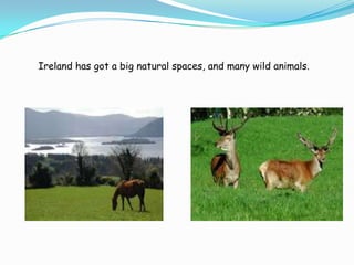 Irelandhasgot a big natural spaces, andmanywildanimals.