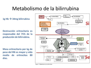 Metabolismo de la bilirrubina
1g Hb  34mg bilirrubina



Destrucción eritrocitaria es
responsable del 75% de la
producción de bilirrubina.



Masa eritrocitaria por kg de
peso del RN es mayor y vida
media de eritrocitos 80
días.
 