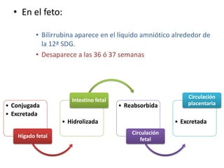 • En el feto:

           • Bilirrubina aparece en el líquido amniótico alrededor de
             la 12ª SDG.
           • Desaparece a las 36 ó 37 semanas




                                                               Circulación
                       Intestino fetal
• Conjugada                              • Reabsorbida         placentaria
• Excretada
                   • Hidrolizada                           • Excretada
                                             Circulación
    Hígado fetal
                                                 fetal
 