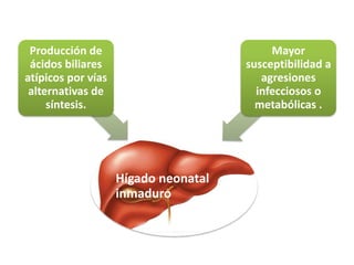 Producción de                             Mayor
 ácidos biliares                      susceptibilidad a
atípicos por vías                        agresiones
 alternativas de                        infecciosos o
     síntesis.                          metabólicas .




                    Hígado neonatal
                    inmaduro
 