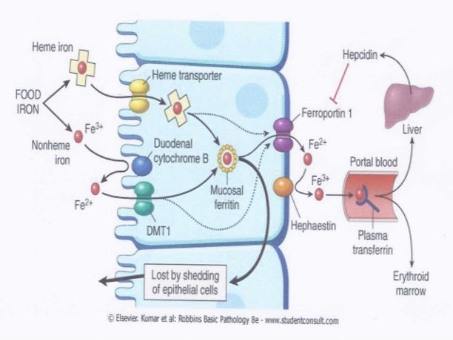 iron more how to absorb absorption Iron iron more how to absorb absorption Iron