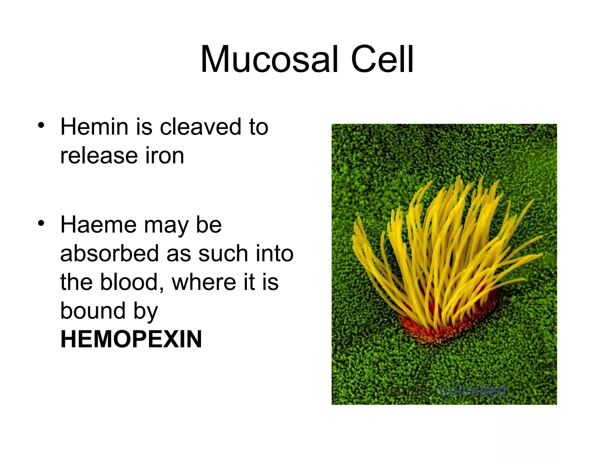Such Iron Iron absorption from GIT | PPT