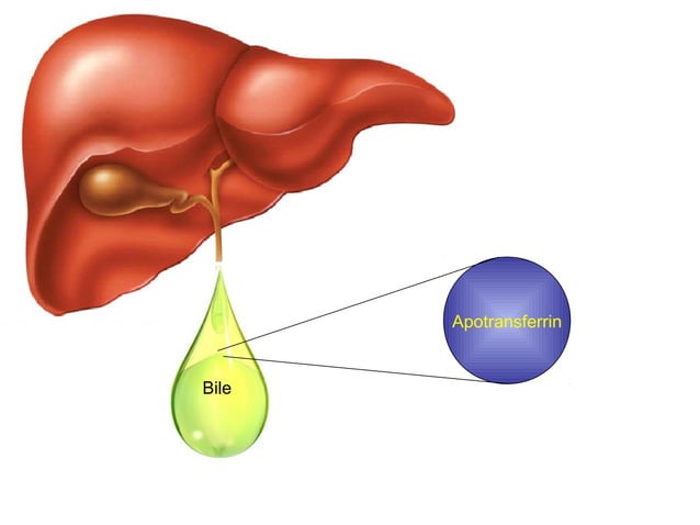 Iron absorption from GIT | PPT | Chemistry | Science