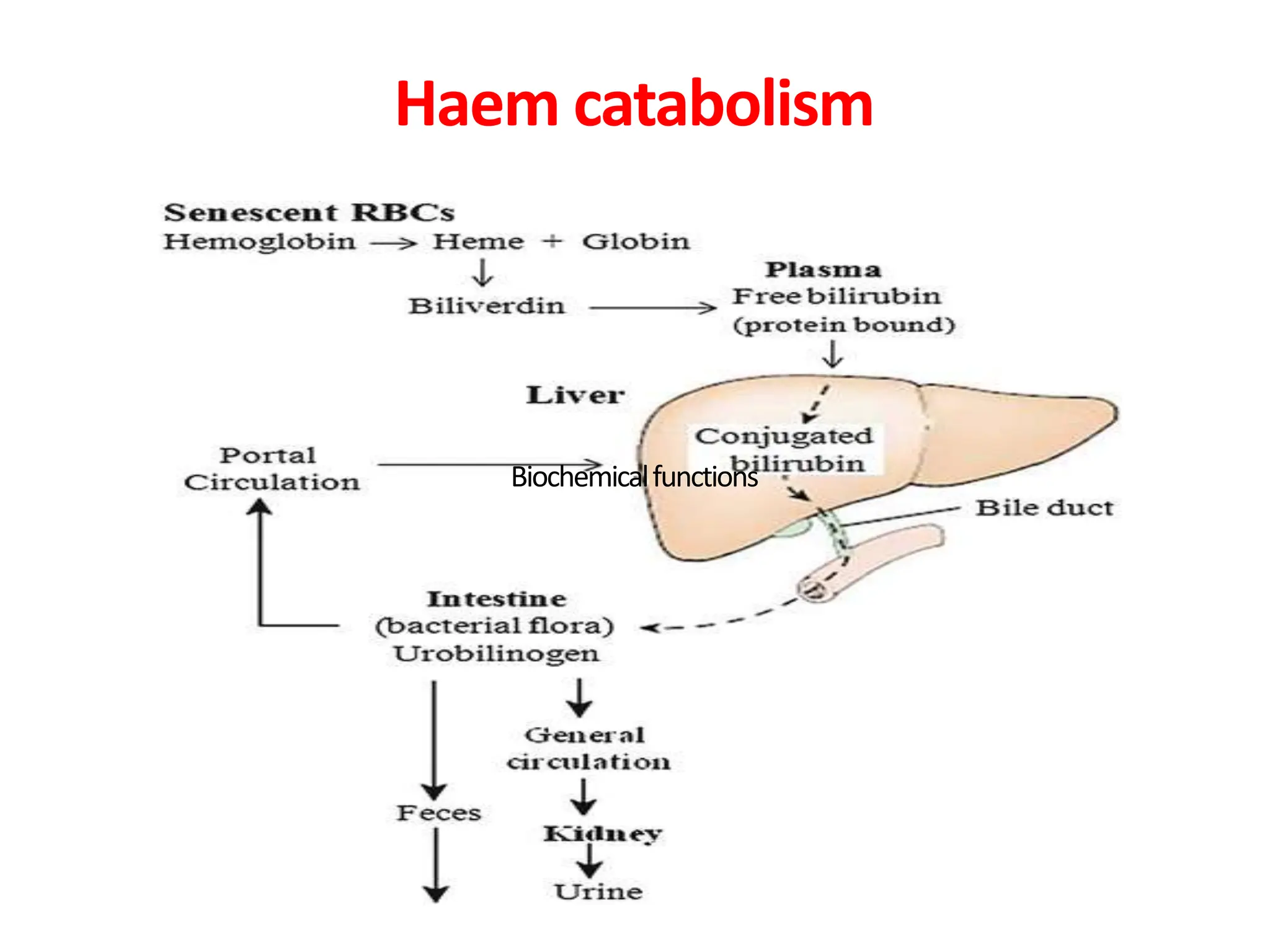 Iron role and metabolism with nutritional Anemia | PPTX | Digestive ...