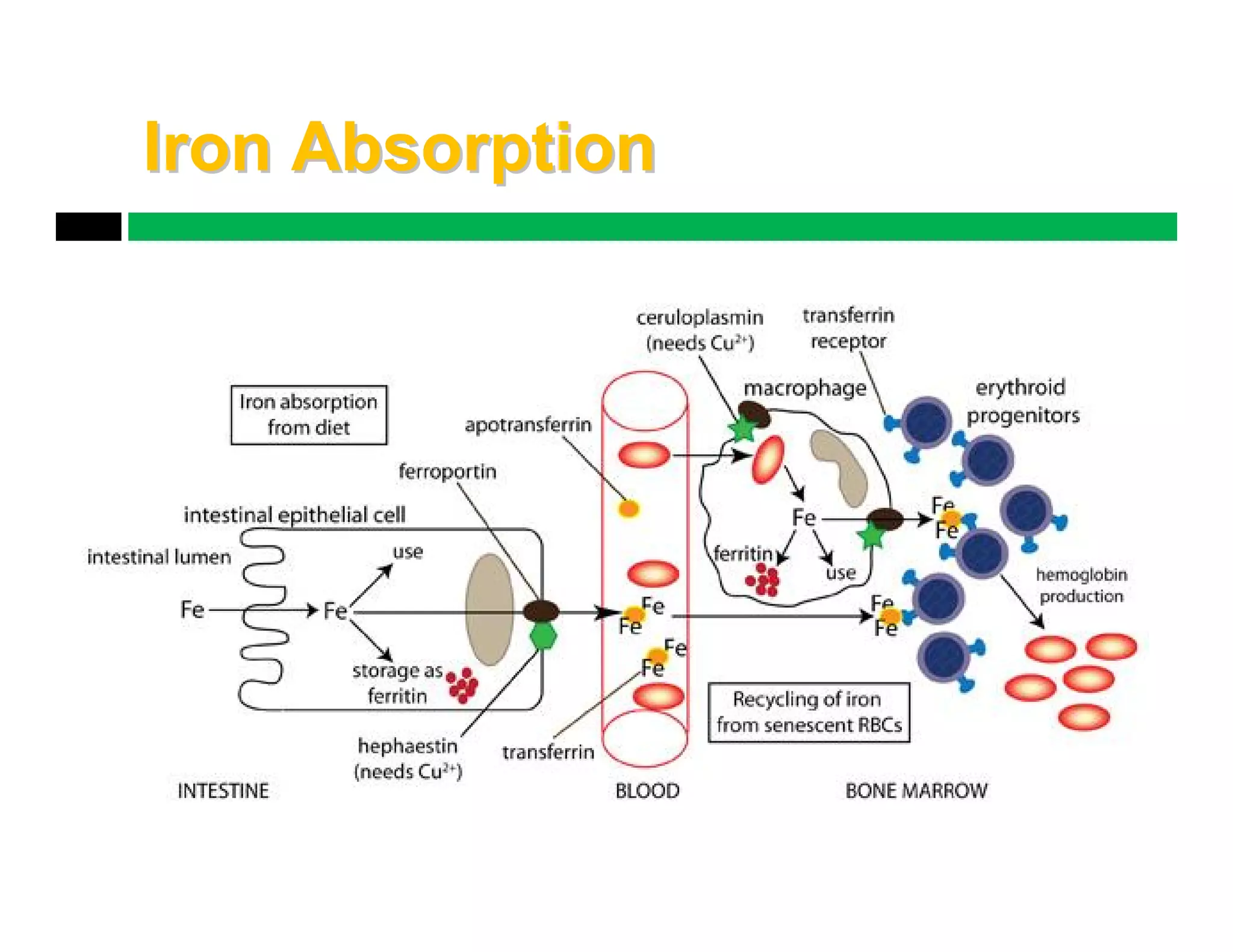 Iron and vitamin d deficiency | PDF