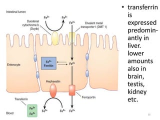 • transferrin
is
expressed
predomin-
antly in
liver.
lower
amounts
also in
brain,
testis,
kidney
etc.
10
 