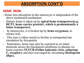 HEME IRON:
- Heme iron absorption in the enterocyte is independent of the
above mentioned mechanism.
- Dietary heme is taken up by apical heme transporters(e.g.
HCP1, heme carrier protein1, which is predominantly a
folate transporter).
- In enterocytes, it is broken up by heme oxygenase, to
release iron.
- This iron is either stored as ferritin or transported into
circulation by ferroportin.
- Sometimes, heme may also be exported as an intact
molecule across the basolateral membrane to plasma via
heme exporter FLVCR (Feline leukemia virus, subgroup
C, receptor), and then scavenged by circulating Hemopexin
(Hpx).
ABSORPTION CONT’D
11
 