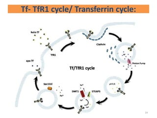 Tf- TfR1 cycle/ Transferrin cycle:
14
 