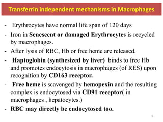 Transferrin independent mechanisms in Macrophages
- Erythrocytes have normal life span of 120 days
- Iron in Senescent or damaged Erythrocytes is recycled
by macrophages.
- After lysis of RBC, Hb or free heme are released.
- Haptoglobin (synthesized by liver) binds to free Hb
and promotes endocytosis in macrophages (of RES) upon
recognition by CD163 receptor.
- Free heme is scavenged by hemopexin and the resulting
complex is endocytosed via CD91 receptor( in
macrophages , hepatocytes.)
- RBC may directly be endocytosed too.
19
 