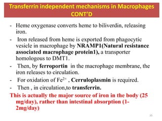 - Heme oxygenase converts heme to biliverdin, releasing
iron.
- Iron released from heme is exported from phagocytic
vesicle in macrophage by NRAMP1(Natural resistance
associated macrophage protein1), a transporter
homologous to DMT1.
- Then, by ferroportin in the macrophage membrane, the
iron releases to circulation.
- For oxidation of Fe2+ , Cerruloplasmin is required.
- Then , in circulation,to transferrin.
This is actually the major source of iron in the body (25
mg/day), rather than intestinal absorption (1-
2mg/day)
Transferrin independent mechanisms in Macrophages
CONT’D
20
 