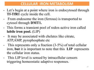 CELLULAR IRON METABOLISM
- Let’s begin at a point where iron is endocytosed through
Tf-TfR1 cycle inside the cell.
- From endosome the iron (ferrous) is transported to
cytosol through DMT1.
- This forms a transient pool of redox-active iron called
labile iron pool. (LIP)
- It may be associated with chelates like citrate,
ATP,AMP, pyrophosphate etc
- This represents only a fraction (3-5%) of total cellular
iron, but it is important to note that this LIP represents
the cellular iron status.
- This LIP level is sensed by intracellular censors
triggering homeostatic adaptive responses.
27
 