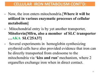 - Now, the iron enters mitochondria.[Where it will be
utilized in various enzymatic processes of cellular
metabolism]
- Mitochondrial entry is by yet another transporter,
Mitoferrin[Mfrn, also a member of SLC transporter
…AKA SLC25A37]
- Several experiments in hemoglobin synthesizing
erythroid cells have also provided evidence that iron can
be directly transported from endosome to the
mitochondria via ‘kiss and run’ mechanism, where 2
organelles exchange iron when in direct contact.
CELLULAR IRON METABOLISM CONT’D:
28
 