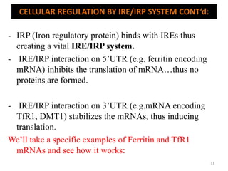 - IRP (Iron regulatory protein) binds with IREs thus
creating a vital IRE/IRP system.
- IRE/IRP interaction on 5’UTR (e.g. ferritin encoding
mRNA) inhibits the translation of mRNA…thus no
proteins are formed.
- IRE/IRP interaction on 3’UTR (e.g.mRNA encoding
TfR1, DMT1) stabilizes the mRNAs, thus inducing
translation.
We’ll take a specific examples of Ferritin and TfR1
mRNAs and see how it works:
CELLULAR REGULATION BY IRE/IRP SYSTEM CONT’d:
31
 