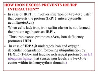 HOW IRON EXCESS PREVENTS IRE/IRP
INTERACTION??
- In case of IRP1, it involves insertion of 4Fe-4S cluster
that converts the protein (IRP1) into a cytosolic
aconitase(cAcn)
- When cells lack iron, iron sulfur cluster is not formed,
the protein again acts as IRP1.
- Thus iron excess promotes cAcn, iron deficiency
promotes IRP1.
- In case of IRP2 ,it undergoes iron and oxygen
dependant degradation following ubiquitination by
FBXL5 (F-Box and leucine rich repeat protein 5, an E3
ubiquitin ligase, that senses iron levels via Fe-O-Fe
center within its hemyrythrin domain.)
35
 