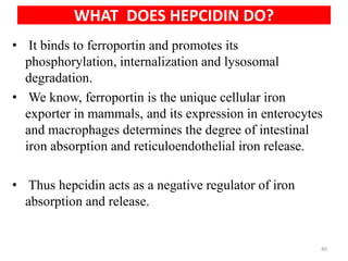 WHAT DOES HEPCIDIN DO?
• It binds to ferroportin and promotes its
phosphorylation, internalization and lysosomal
degradation.
• We know, ferroportin is the unique cellular iron
exporter in mammals, and its expression in enterocytes
and macrophages determines the degree of intestinal
iron absorption and reticuloendothelial iron release.
• Thus hepcidin acts as a negative regulator of iron
absorption and release.
40
 