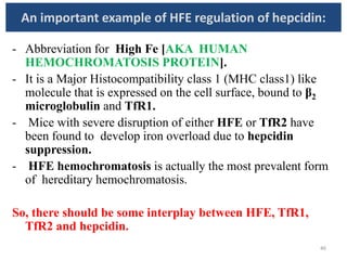 An important example of HFE regulation of hepcidin:
- Abbreviation for High Fe [AKA HUMAN
HEMOCHROMATOSIS PROTEIN].
- It is a Major Histocompatibility class 1 (MHC class1) like
molecule that is expressed on the cell surface, bound to β2
microglobulin and TfR1.
- Mice with severe disruption of either HFE or TfR2 have
been found to develop iron overload due to hepcidin
suppression.
- HFE hemochromatosis is actually the most prevalent form
of hereditary hemochromatosis.
So, there should be some interplay between HFE, TfR1,
TfR2 and hepcidin.
46
 