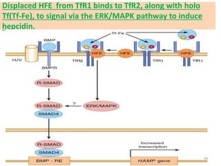Displaced HFE from TfR1 binds to TfR2, along with holo
Tf(Tf-Fe), to signal via the ERK/MAPK pathway to induce
hepcidin.
49
 