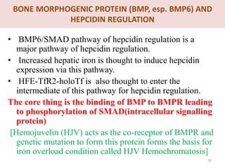 BONE MORPHOGENIC PROTEIN (BMP, esp. BMP6) AND
HEPCIDIN REGULATION
• BMP6/SMAD pathway of hepcidin regulation is a
major pathway of hepcidin regulation.
• Increased hepatic iron is thought to induce hepcidin
expression via this pathway.
• HFE-TfR2-holoTf is also thought to enter the
intermediate of this pathway for hepcidin regulation.
The core thing is the binding of BMP to BMPR leading
to phosphorylation of SMAD(intracellular signalling
protein)
[Hemojuvelin (HJV) acts as the co-receptor of BMPR and
genetic mutation to form this protein forms the basis for
iron overload condition called HJV Hemochromatosis]
50
 