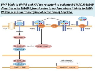 BMP binds to BMPR and HJV (co receptor) to activate R-SMAD.R-SMAD
dimerizes with SMAD 4,translocates to nucleus where it binds to BMP-
RE.This results in transcriptional activation of hepcidin.
51
 