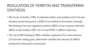 Comprehensive Overview of Iron Metabolism and Regulation in Human ...