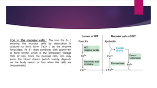 IRON_METABOLISM[1].pptx