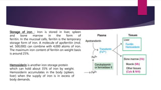 IRON_METABOLISM[1].pptx