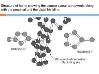 Structure of heme showing the square planar tetrapyrrole along
with the proximal and the distal histidine.
 