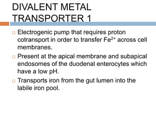 DIVALENT METAL
TRANSPORTER 1
 Electrogenic pump that requires proton
cotransport in order to transfer Fe2+ across cell
membranes.
 Present at the apical membrane and subapical
endosomes of the duodenal enterocytes which
have a low pH.
 Transports iron from the gut lumen into the
labile iron pool.
 