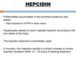  Preferentially accumulates in the proximal duodenum and
spleen
 High expression of FPN in these areas.
 Hepatocytes release or down regulate hepcidin according to the
iron status of the body.
 The hepcidin response is remarkably rapid.
 In humans, iron ingestion results in a sharp increase in urinary
hepcidin excretion within 12 – 24 hours of starting treatment.
HEPCIDIN
 