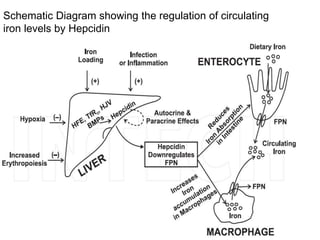 Schematic Diagram showing the regulation of circulating
iron levels by Hepcidin
 