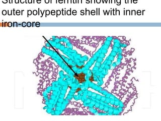Structure of ferritin showing the
outer polypeptide shell with inner
iron-core
 