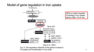 Iron Nutrition and mechanism of iron uptake in Rice | PPT