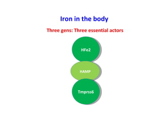 Iron in the body Three gens: Three essential actors HFe2 HAMP Tmprss6 