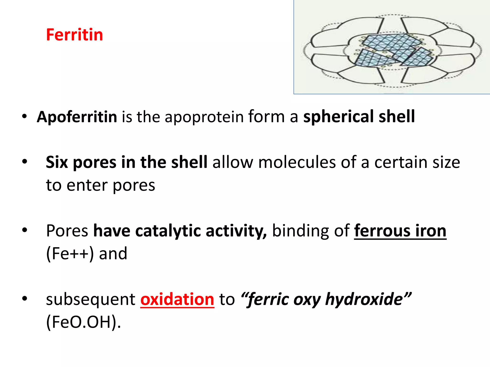 Ferritin
• Apoferritin is the apoprotein form a spherical shell
• Six pores in the shell allow molecules of a certain size
to enter pores
• Pores have catalytic activity, binding of ferrous iron
(Fe++) and
• subsequent oxidation to “ferric oxy hydroxide”
(FeO.OH).
 