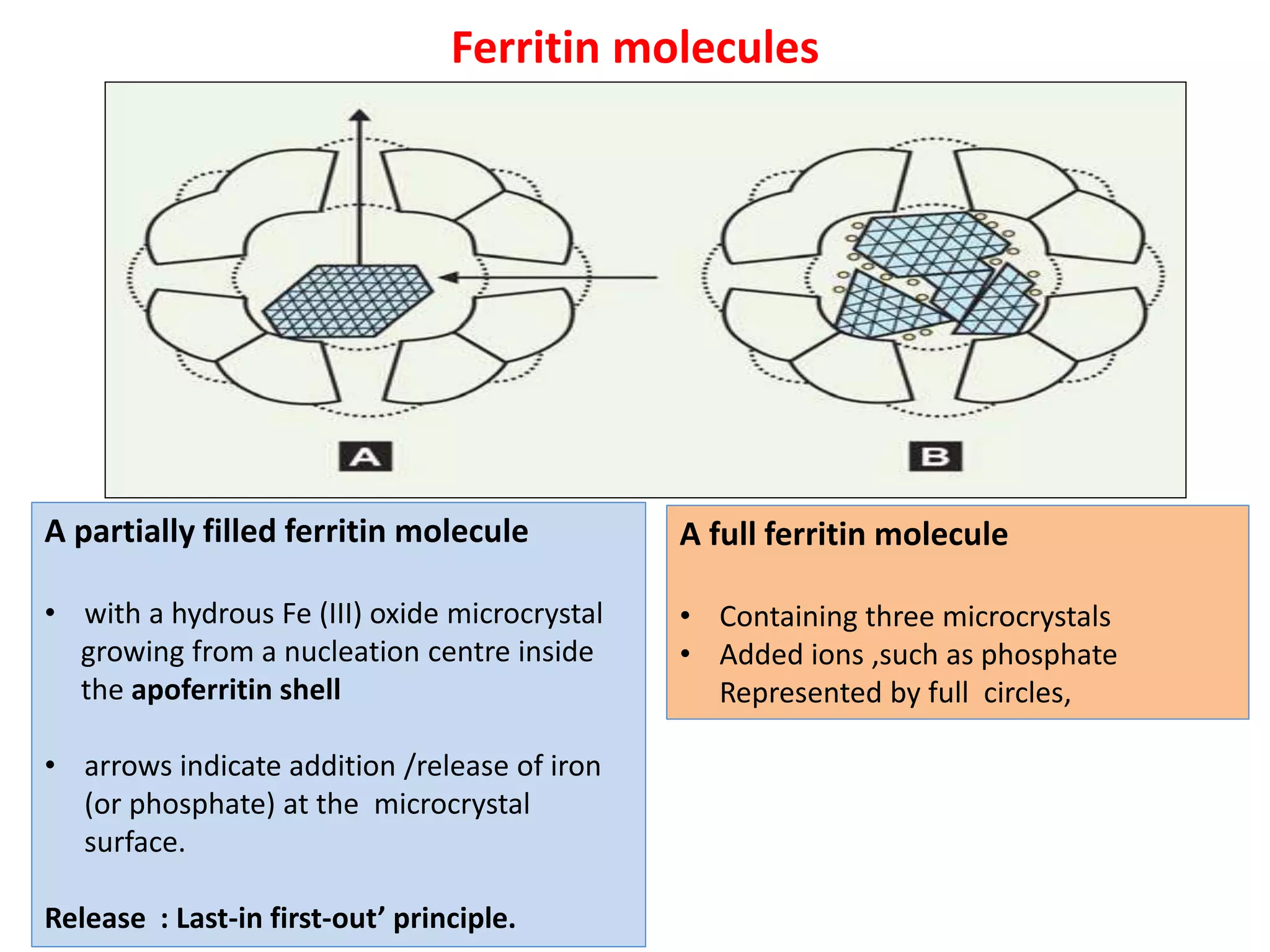 Ferritin molecules
A partially filled ferritin molecule
• with a hydrous Fe (III) oxide microcrystal
growing from a nucleation centre inside
the apoferritin shell
• arrows indicate addition /release of iron
(or phosphate) at the microcrystal
surface.
Release : Last-in first-out’ principle.
A full ferritin molecule
• Containing three microcrystals
• Added ions ,such as phosphate
Represented by full circles,
 
