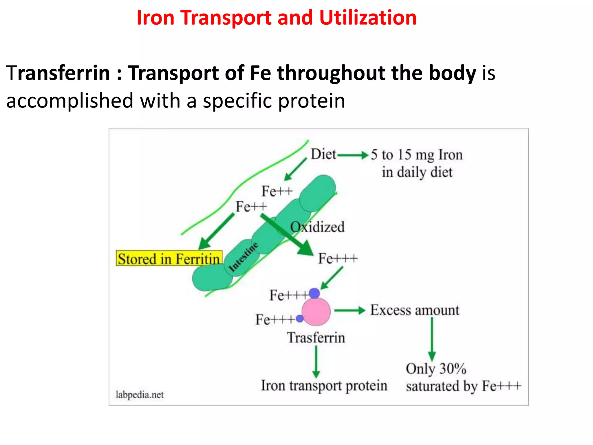 Iron Transport and Utilization
Transferrin : Transport of Fe throughout the body is
accomplished with a specific protein
 
