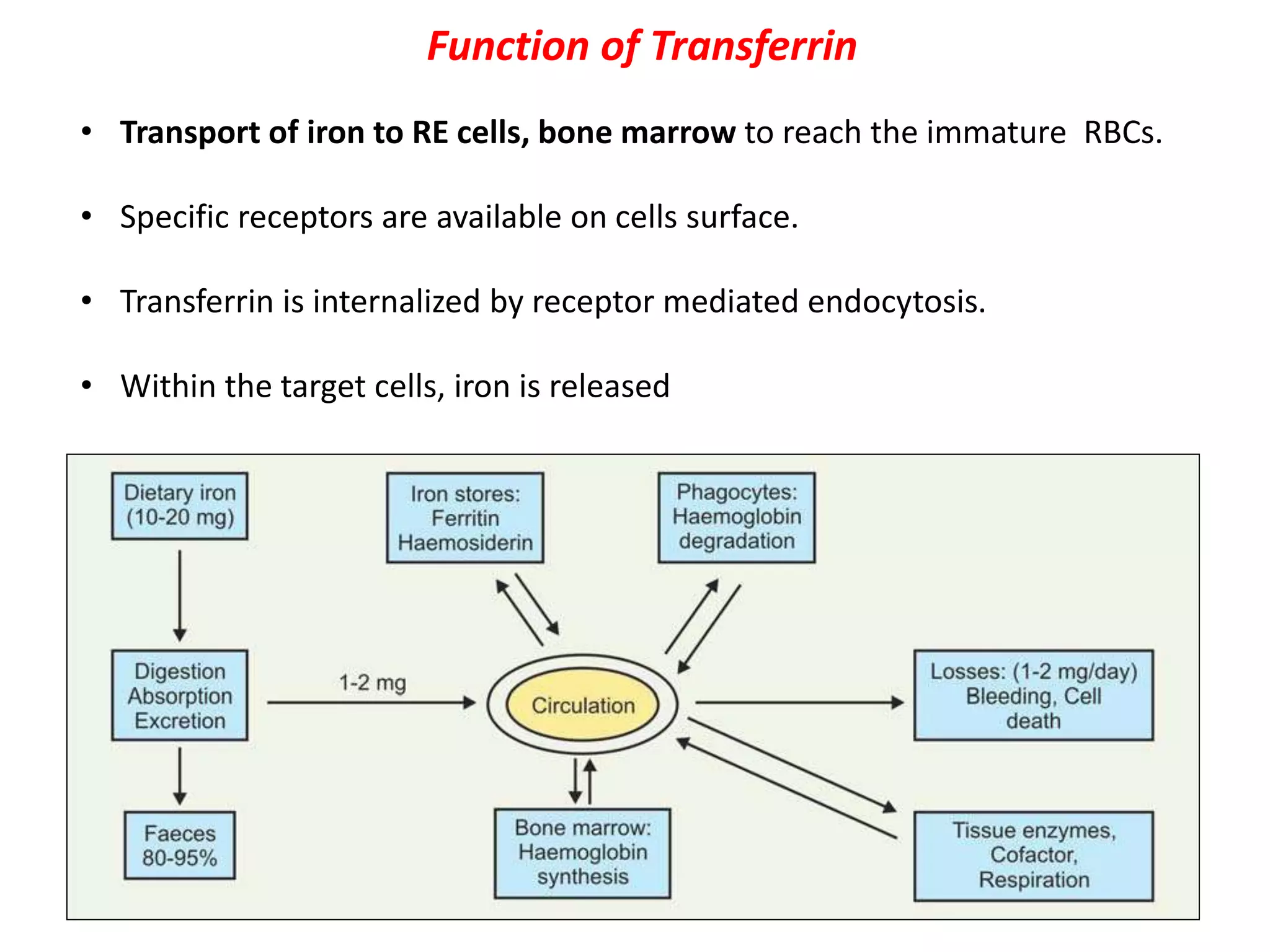 Function of Transferrin
• Transport of iron to RE cells, bone marrow to reach the immature RBCs.
• Specific receptors are available on cells surface.
• Transferrin is internalized by receptor mediated endocytosis.
• Within the target cells, iron is released
• apotransferrin is recycled to form new transferrin molecules
 
