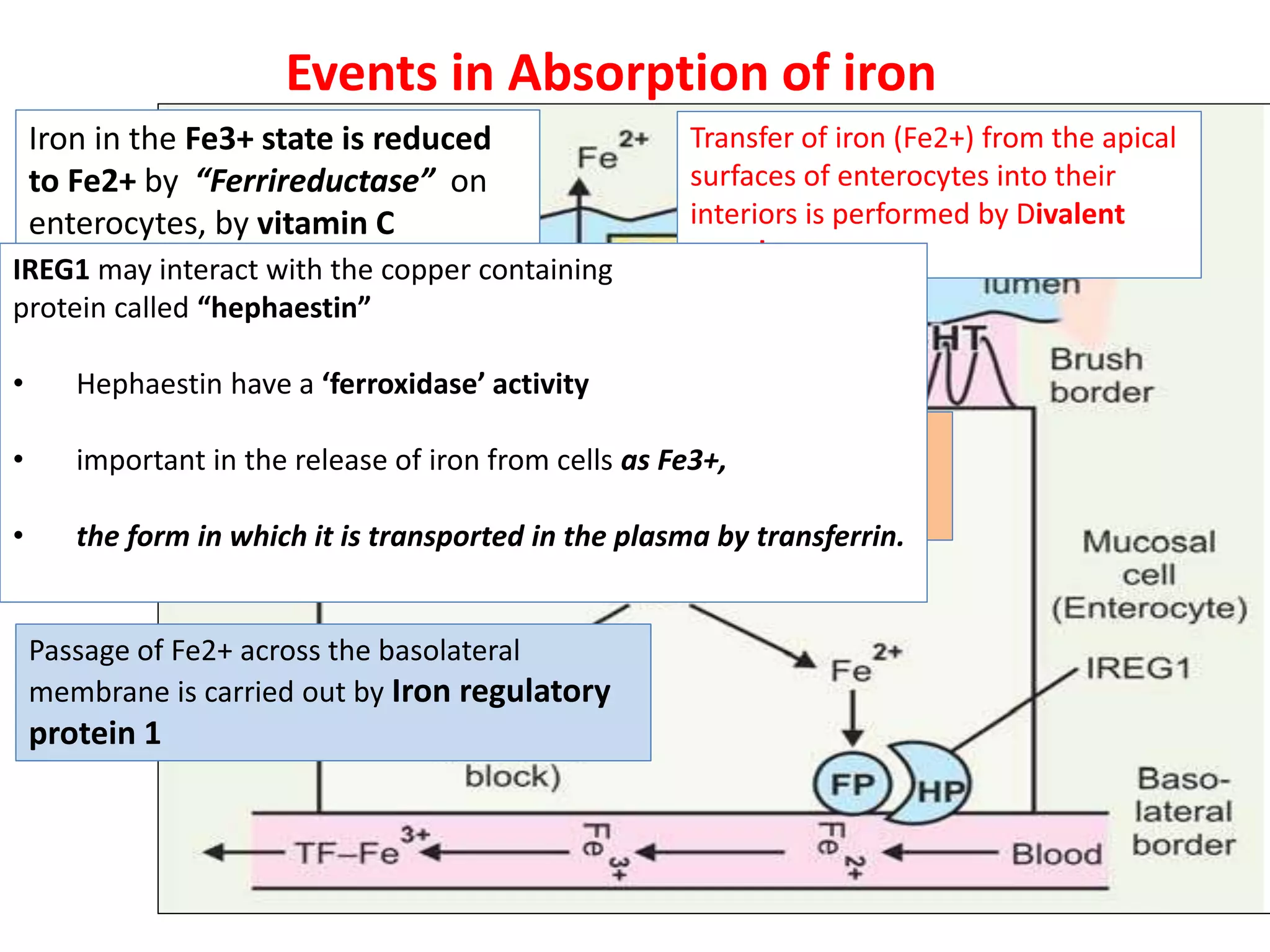Events in Absorption of iron
Iron in the Fe3+ state is reduced
to Fe2+ by “Ferrireductase” on
enterocytes, by vitamin C
Transfer of iron (Fe2+) from the apical
surfaces of enterocytes into their
interiors is performed by Divalent
metal transporter
Stored as “ferritin”
Passage of Fe2+ across the basolateral
membrane is carried out by Iron regulatory
protein 1
Most of Fe2+ required to be absorbed is
transferred to plasma by a Fe2+ transporter
(FP).
IREG1 may interact with the copper containing
protein called “hephaestin”
• Hephaestin have a ‘ferroxidase’ activity
• important in the release of iron from cells as Fe3+,
• the form in which it is transported in the plasma by transferrin.
 