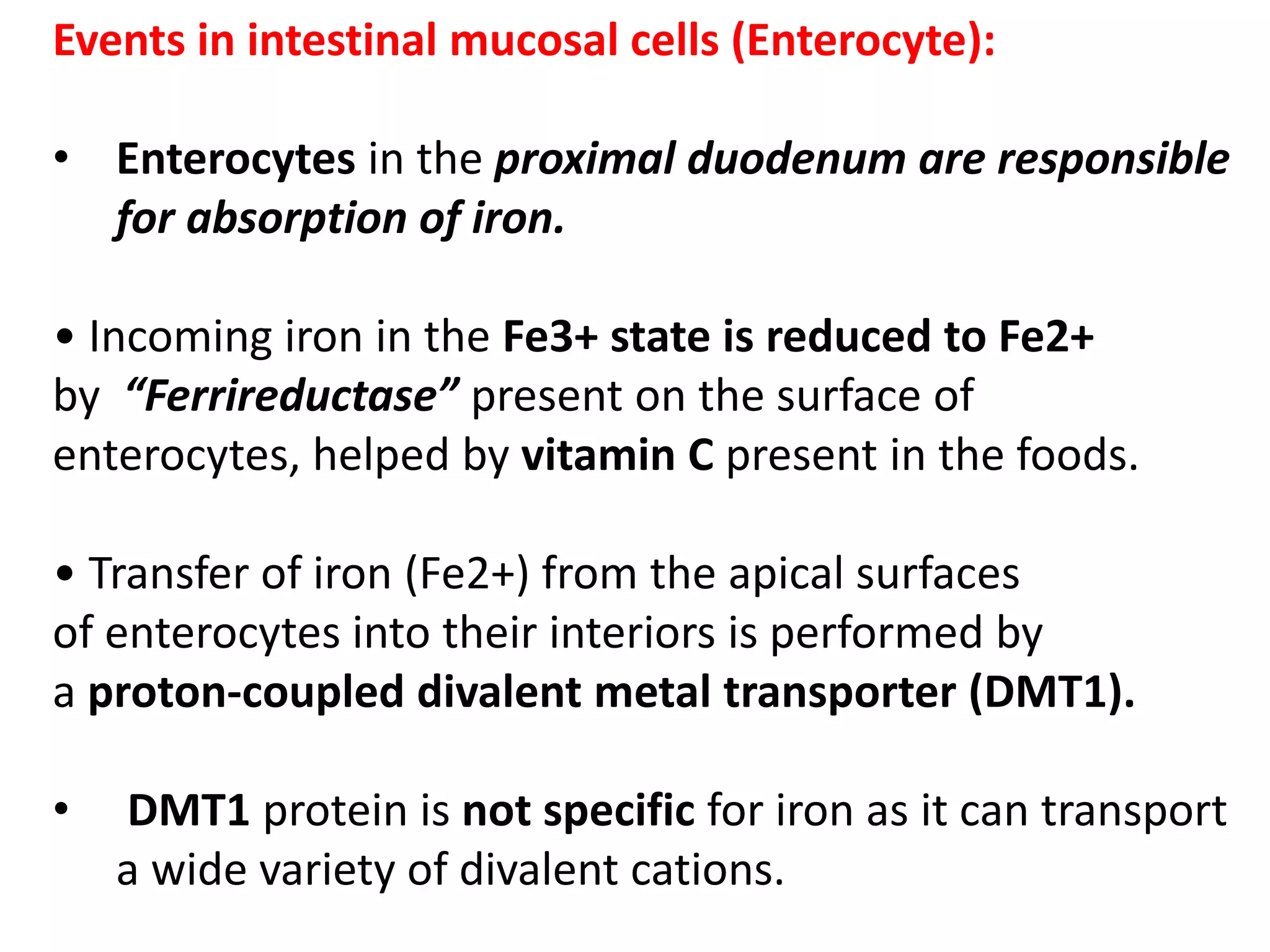 Events in intestinal mucosal cells (Enterocyte):
• Enterocytes in the proximal duodenum are responsible
for absorption of iron.
• Incoming iron in the Fe3+ state is reduced to Fe2+
by “Ferrireductase” present on the surface of
enterocytes, helped by vitamin C present in the foods.
• Transfer of iron (Fe2+) from the apical surfaces
of enterocytes into their interiors is performed by
a proton-coupled divalent metal transporter (DMT1).
• DMT1 protein is not specific for iron as it can transport
a wide variety of divalent cations.
 