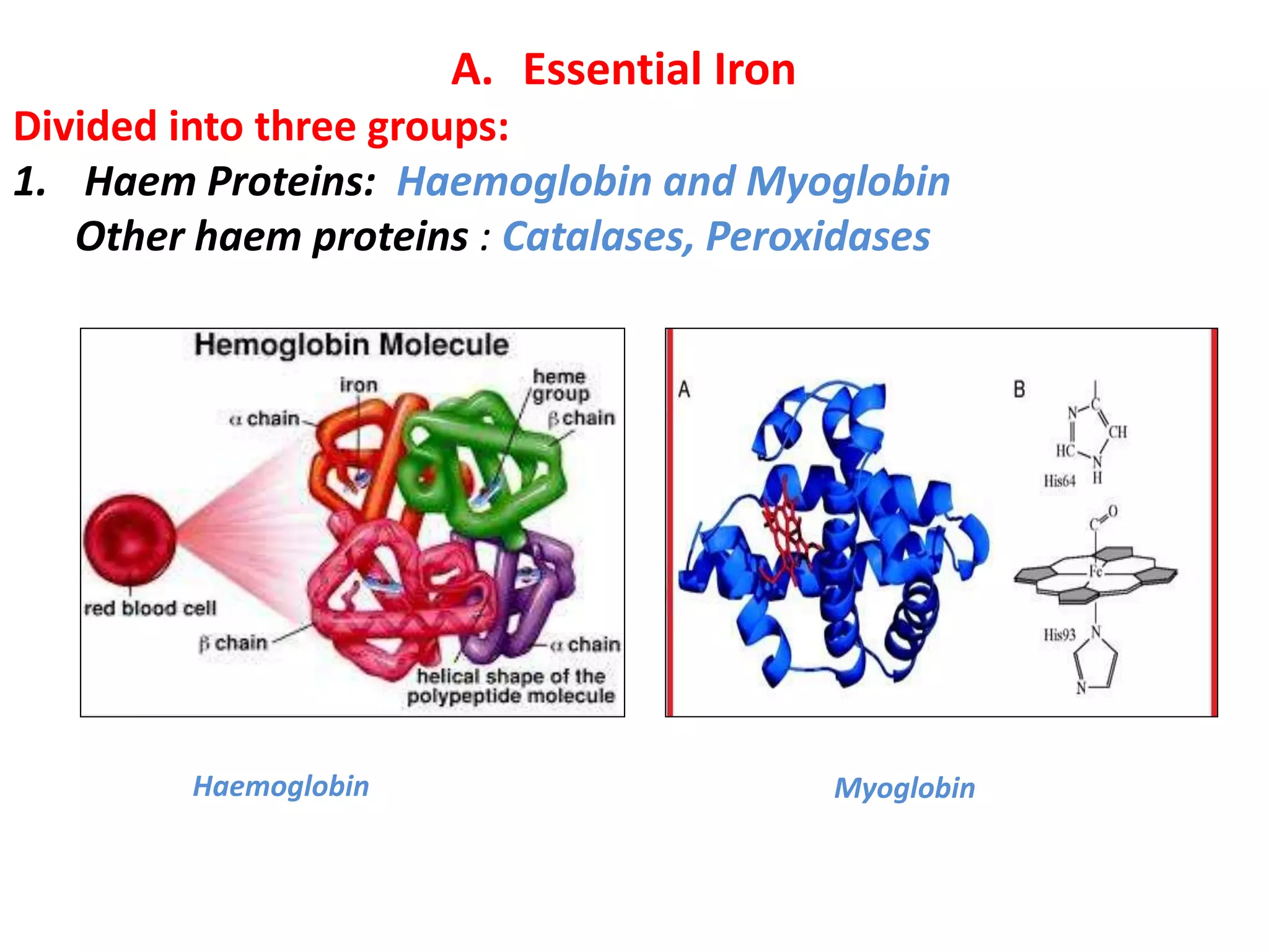 A. Essential Iron
Divided into three groups:
1. Haem Proteins: Haemoglobin and Myoglobin
Other haem proteins : Catalases, Peroxidases
MyoglobinHaemoglobin
 