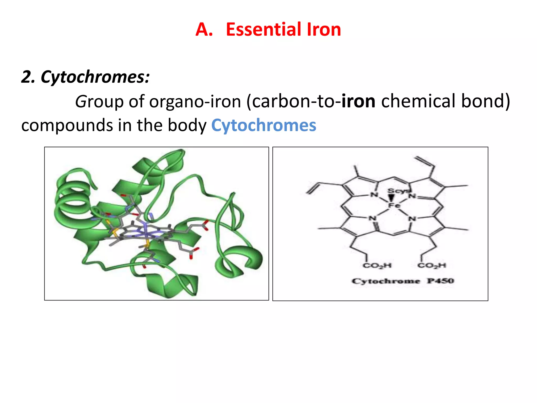 A. Essential Iron
2. Cytochromes:
Group of organo-iron (carbon-to-iron chemical bond)
compounds in the body Cytochromes
 