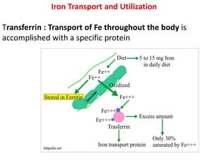 Iron Transport and Utilization
Transferrin : Transport of Fe throughout the body is
accomplished with a specific protein
 