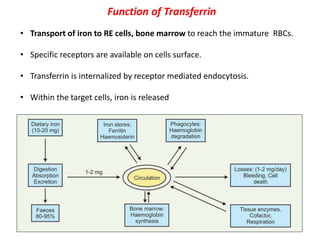 Function of Transferrin
• Transport of iron to RE cells, bone marrow to reach the immature RBCs.
• Specific receptors are available on cells surface.
• Transferrin is internalized by receptor mediated endocytosis.
• Within the target cells, iron is released
• apotransferrin is recycled to form new transferrin molecules
 