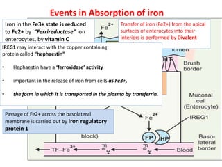 Events in Absorption of iron
Iron in the Fe3+ state is reduced
to Fe2+ by “Ferrireductase” on
enterocytes, by vitamin C
Transfer of iron (Fe2+) from the apical
surfaces of enterocytes into their
interiors is performed by Divalent
metal transporter
Stored as “ferritin”
Passage of Fe2+ across the basolateral
membrane is carried out by Iron regulatory
protein 1
Most of Fe2+ required to be absorbed is
transferred to plasma by a Fe2+ transporter
(FP).
IREG1 may interact with the copper containing
protein called “hephaestin”
• Hephaestin have a ‘ferroxidase’ activity
• important in the release of iron from cells as Fe3+,
• the form in which it is transported in the plasma by transferrin.
 
