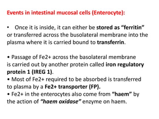 Events in intestinal mucosal cells (Enterocyte):
• Once it is inside, it can either be stored as “ferritin”
or transferred across the busolateral membrane into the
plasma where it is carried bound to transferrin.
• Passage of Fe2+ across the basolateral membrane
is carried out by another protein called iron regulatory
protein 1 (IREG 1).
• Most of Fe2+ required to be absorbed is transferred
to plasma by a Fe2+ transporter (FP).
• Fe2+ in the enterocytes also come from “haem” by
the action of “haem oxidase” enzyme on haem.
 
