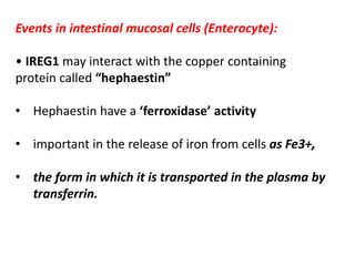 Events in intestinal mucosal cells (Enterocyte):
• IREG1 may interact with the copper containing
protein called “hephaestin”
• Hephaestin have a ‘ferroxidase’ activity
• important in the release of iron from cells as Fe3+,
• the form in which it is transported in the plasma by
transferrin.
 
