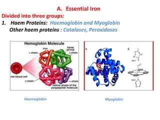 A. Essential Iron
Divided into three groups:
1. Haem Proteins: Haemoglobin and Myoglobin
Other haem proteins : Catalases, Peroxidases
MyoglobinHaemoglobin
 