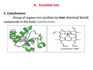 A. Essential Iron
2. Cytochromes:
Group of organo-iron (carbon-to-iron chemical bond)
compounds in the body Cytochromes
 