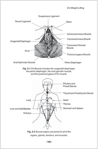 Chi Weight Lifting


                              Suspensory Ligament

     Round Ligament                               ...